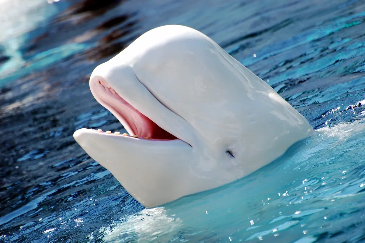 Six beluga deaths follow international rescue from Canada’s Marineland