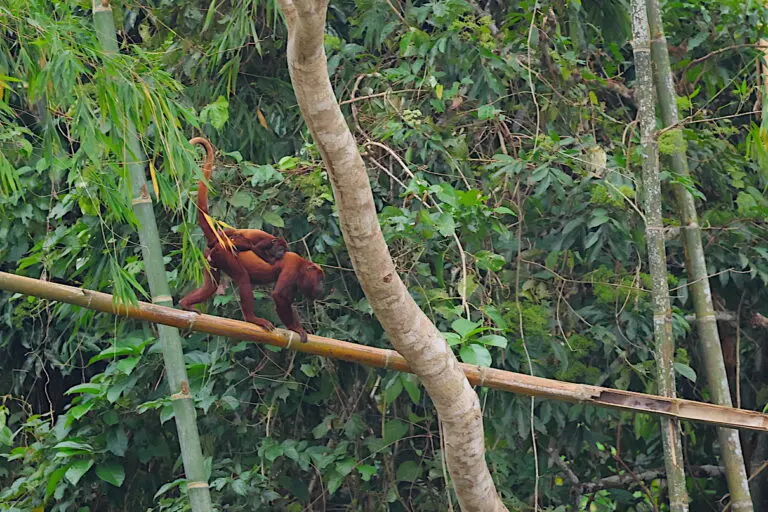 Howler monkeys, Yasuni National Park, Ecuador. Image by Erik Hoffner for Mongabay.