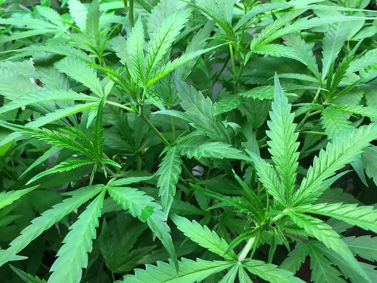Marijuana plants. Image: Jennifer Martin.