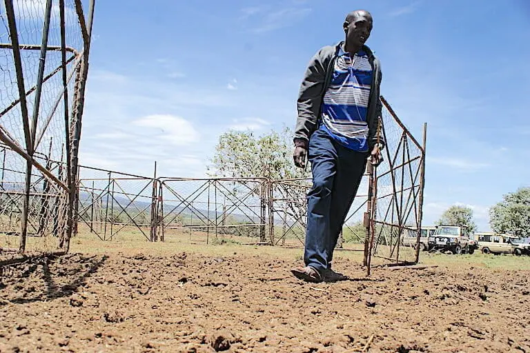 Bernard Leshinga, a Maasai pastoralist born on the lands now encompassed by the Enonkishu Conservancy, with a mobile boma. Image by David Njagi for Mongabay.