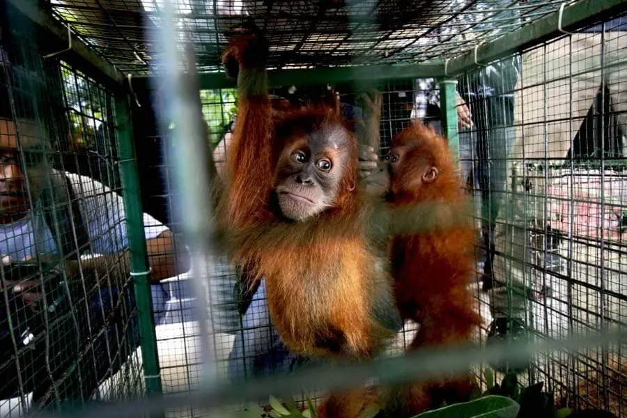 These baby orangutans were confiscated from a trafficker in Indonesia's Aceh province in 2015. Photo by Junaidi Hanafiah.