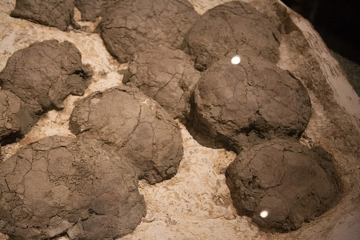 Hypacrosaurus stebingeri nest with eggs.Image: Roland Tanglao at Wikimedia Commons.