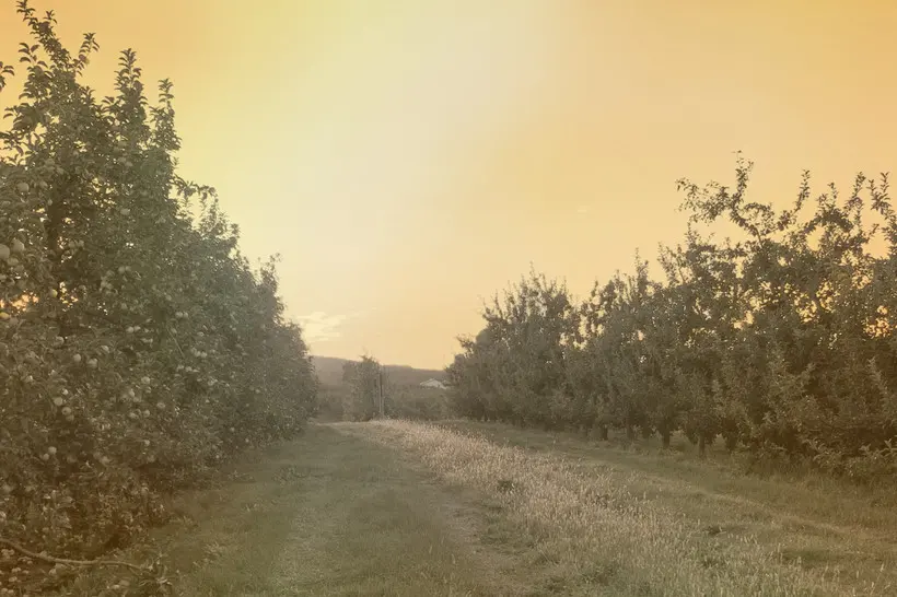 A photo of an apple orchard in a hot-looking orange-white haze.