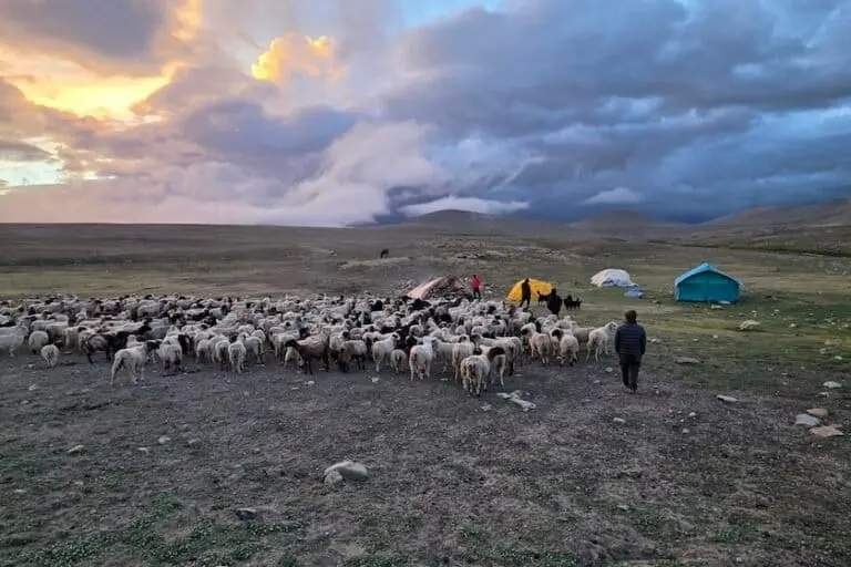 A sheep and goat herding camp with four herding dogs is assembling for the night in Chyakpolung, Upper Limi, Humla, Nepal. Image courtesy of Geraldine Werhahn/Himalayan Wolves Project.