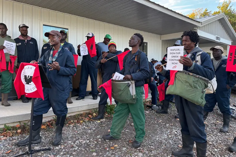 Workers at a September 23 press conference urging Wafler Farms to sign their union contract waved red flags displaying the United Farm Workers logo and its characteristic black eagle. | Julia Rock