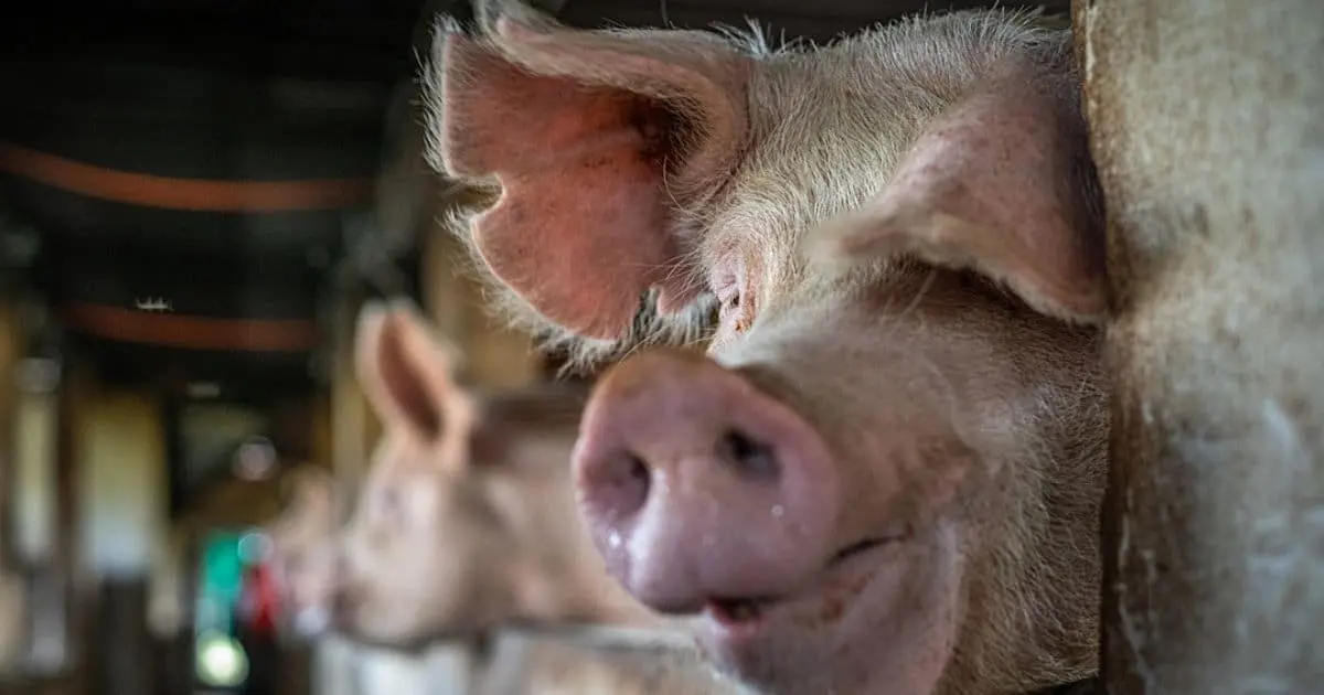 A mother sow gazes with curiosity into the camera while propping herself on top of the low wall that encloses her with her piglets. Credit: Jo-Anne McArthur / Sibanye Trust / We Animals Media