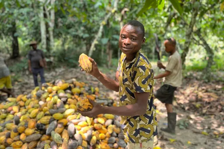 A cacao farmer in Sangha opens pods to reveal cacao beans. This plantation has benefited from the sustainable cacao farming training offered by the Sangha and Likouala REDD+ program. Image by Elodie Toto for Mongabay.