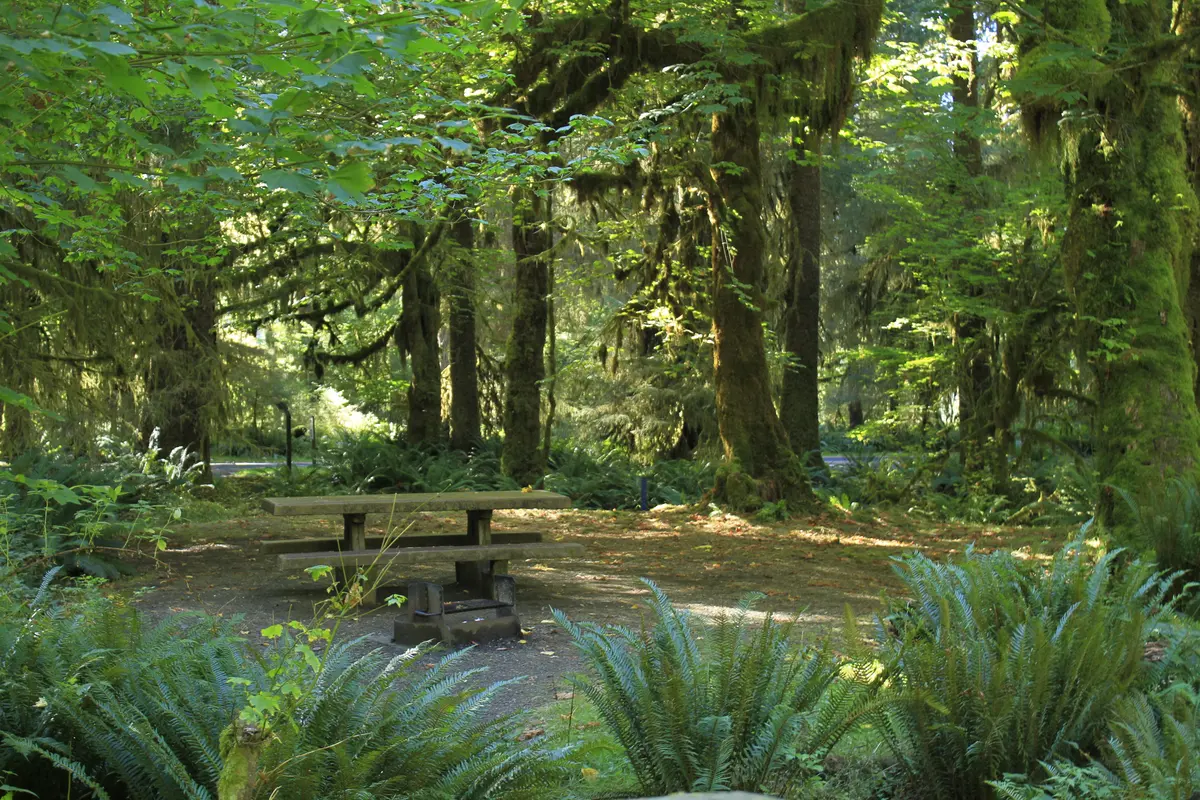 Reservations for Hoh Rain Forest Campground now available online