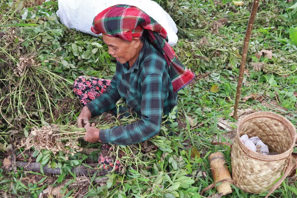 Elisabet Heta harvests nuts in the pampa.