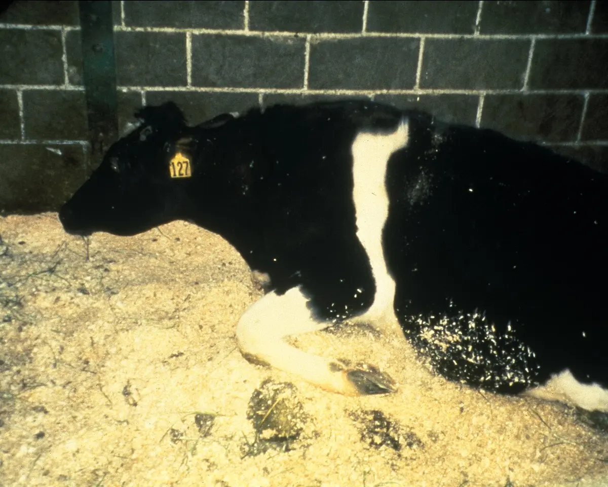 This file photo shows a cow with BSE unable to stand.