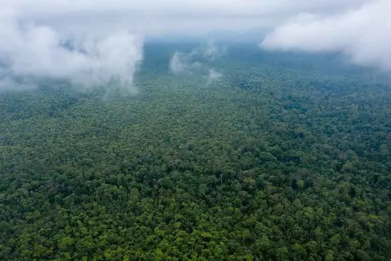Prey Lang Wildlife Sanctuary, one of the largest remaining lowland evergreen forests in mainland Southeast Asia, remains under direct threat from logging, mining and land grabbing. Image by Andy Ball for Mongabay.