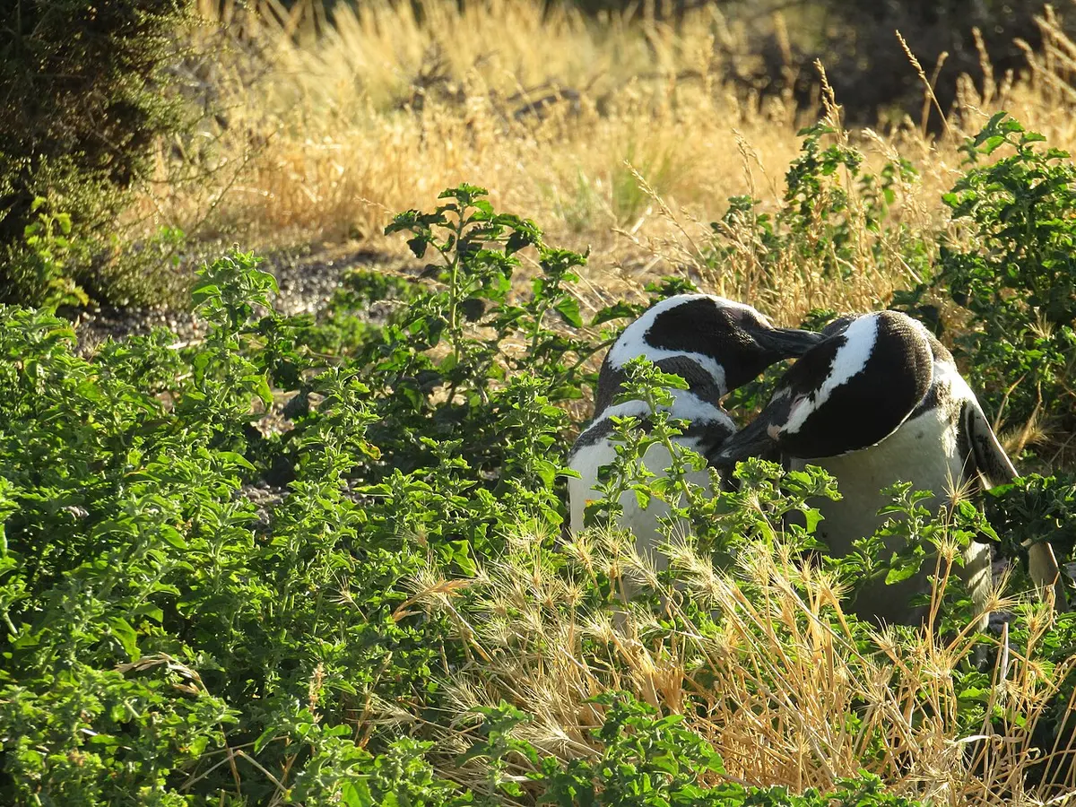A mated pair of Magellanic penguins on Punta Tombo, showing the visual similarity between male and female birds. Image: Natasha Gownaris.