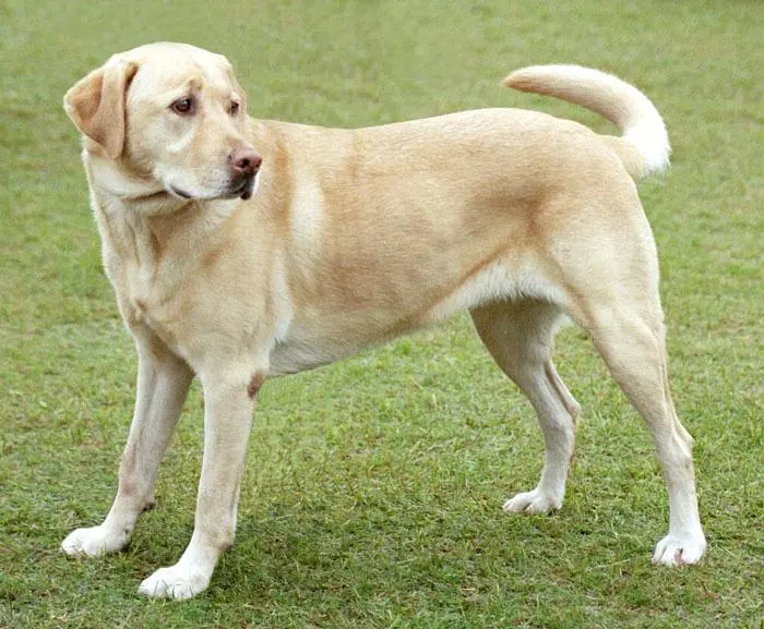 A yellow labrador