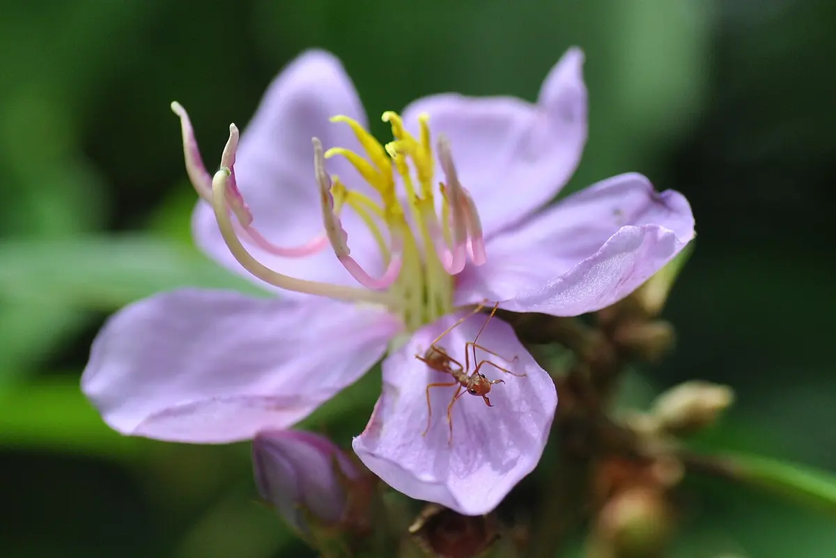 a weaver ant, Oecophylla smaragdina, on a Singapore rhododendron Image: Francisco G. Gonzálvez.