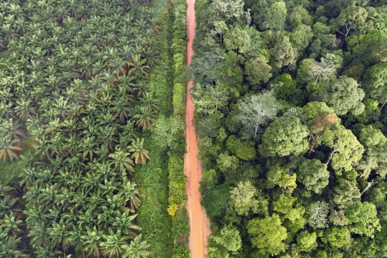 Oil palm plantation and native tropical rainforest on the island of Sumatra in Indonesia. Photo credit: Rhett Ayers Butler