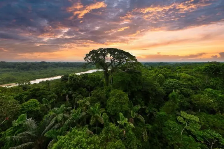 The Amazon rainforest. Photo by Rhett Ayers Butler.