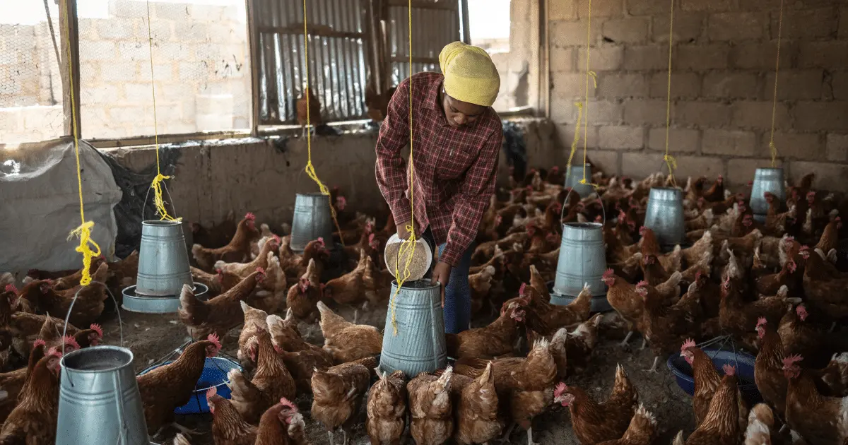 A poultry farmer tends to her flock in Jos, Nigeria Credit: OLYMPIA DE MAISMONT/AFP via Getty Images via Sentient.