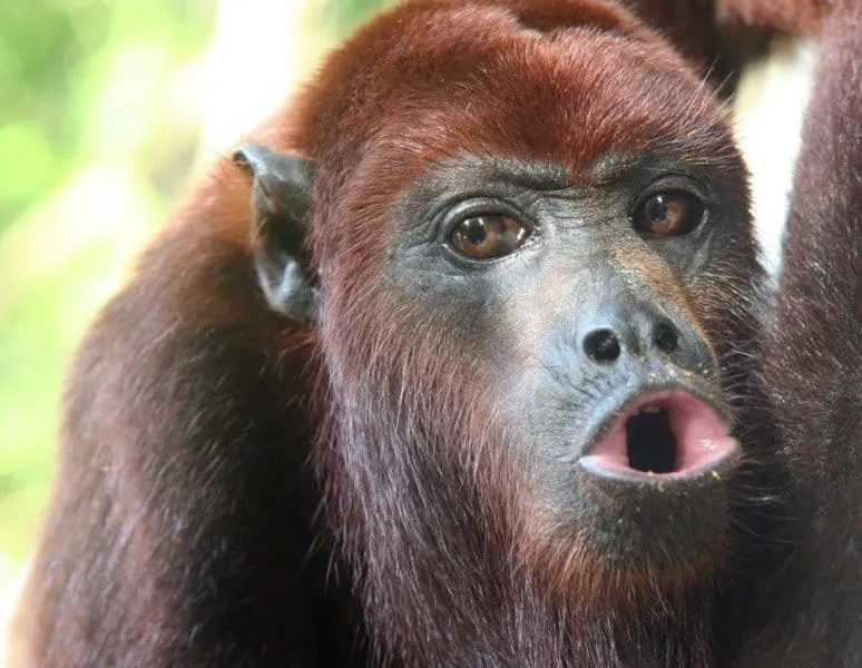 Red howler monkey, Colombia. Photo by Rhett Butler for Mongabay.