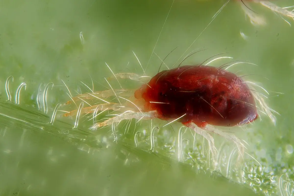 A spider mite, roughly 0.5mm long Image: Giles San Martin.
