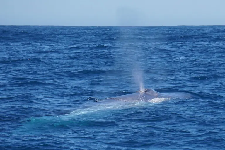 Blue whale spouting off the coast of Kaikoura, Aotearoa (New Zealand) on February 11th, 2024. Image courtesy of Avery Ancell.