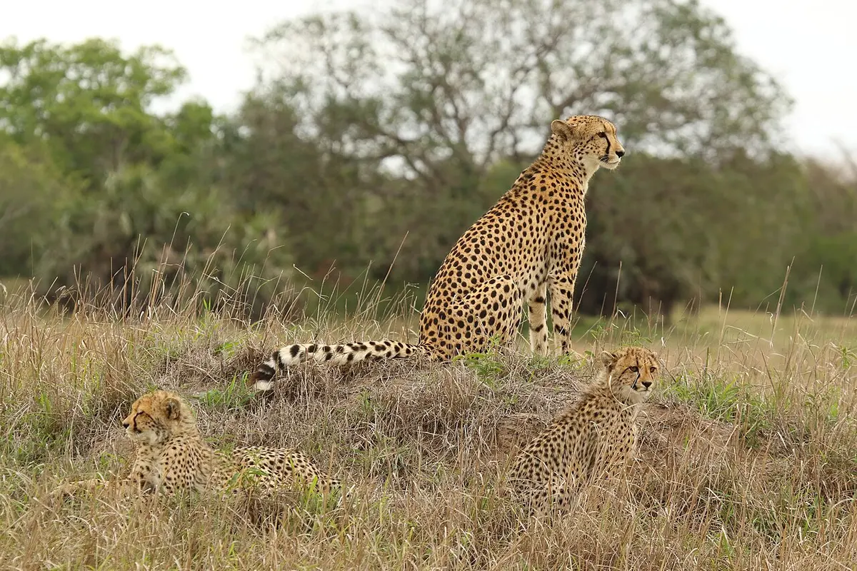 A female cheetah with her two cubsImage: Charles Sharp.