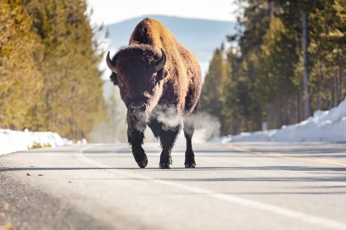 Bison breath on a cool morning NPS / Jacob W. Frank