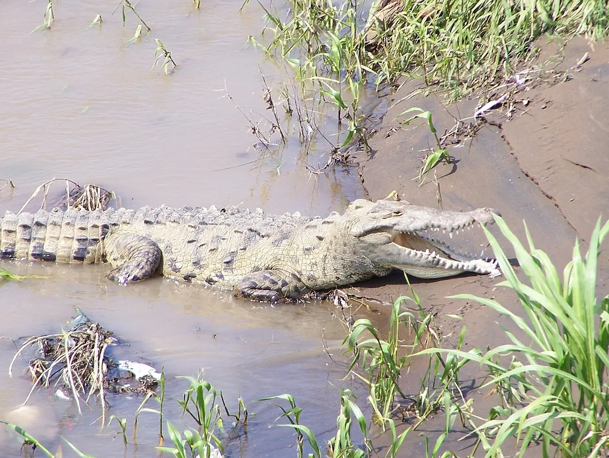 Hurricane Nate swelled the Tárcoles River, leaving residents concerned about attacks from the American crocodile.Image: Michelle Reback.