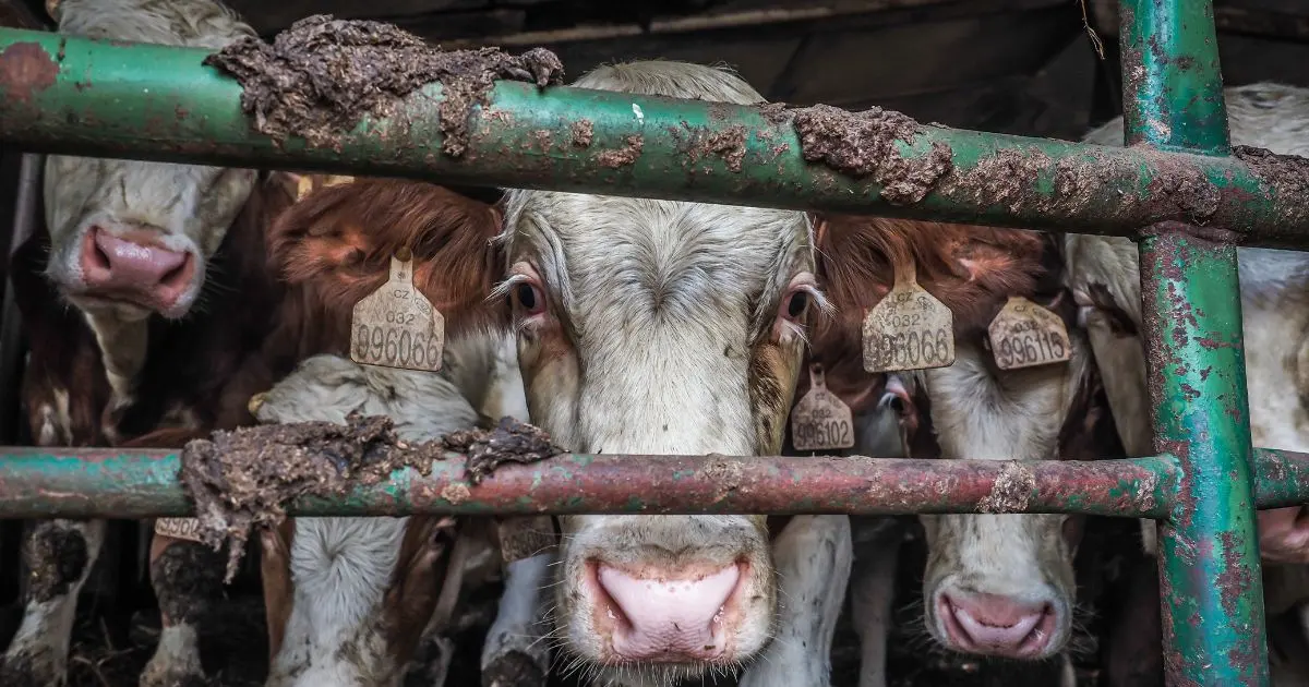 Close up of dirty cows Credit: Lukas Vincour / Zvířata Nejíme / We Animals Media