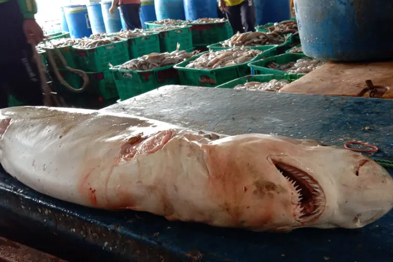 One of the hundreds of sharks landed at Brondong Fisheries Port of Indonesia’s East Java province. Image by A. Asnawi/Mongabay-Indonesia.