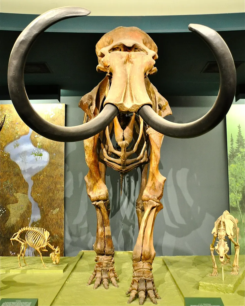 A woolly mammoth on display at the Smithsonian Museum of Natural History. Image: Kevin Burkett.