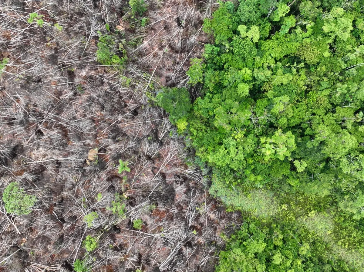 Why the EU must stand firm on its plan to help protect the world’s forests
