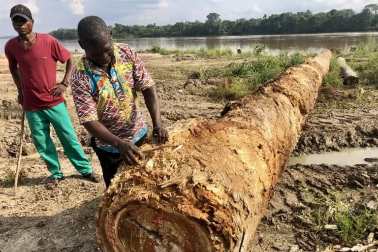Decaying log sitting at the premises of Fodeco, a Chinese-owned logging company operating in Tshopo, DRC’s largest forest province. It is not profitable for them to ship the logs unless they manage to extract enough of them from the forest. Credit: Gloria Pallares/El País