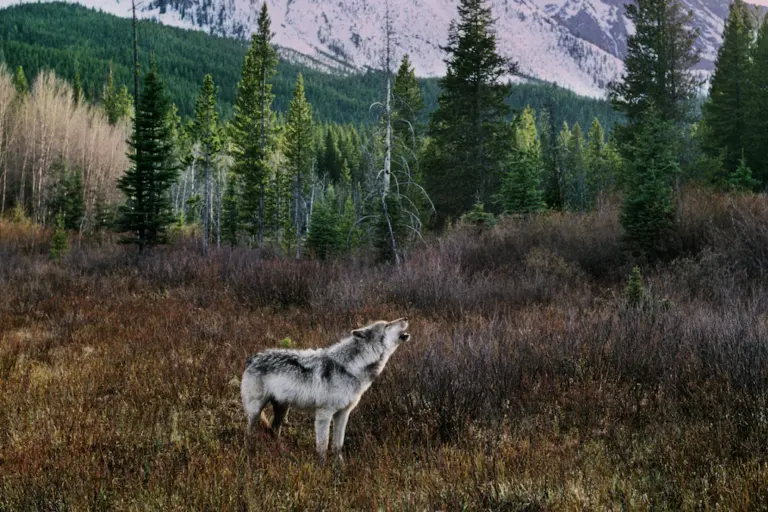Banner image: A wolf howls with the Sawtooth Mountains in the background. Image © Jim and Jamie Dutcher.