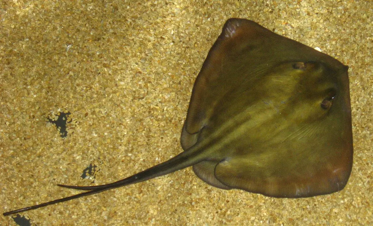 File photo of a common stingray. Image: Liné1.