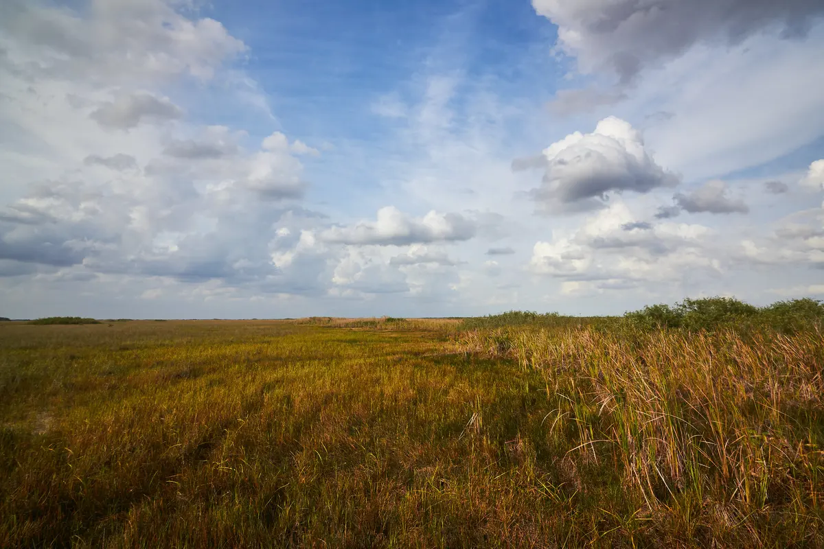 Sawgrass prairie NPS Photo Dylann Turffs