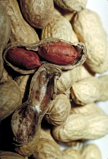 Peanuts: Delicious to many, but deadly to some