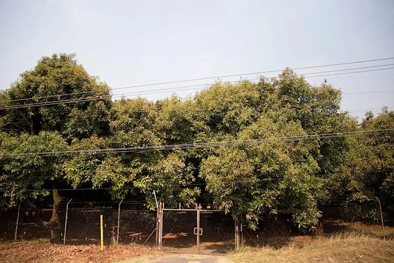 Avocado orchards like this one export 80% of their crop to the U.S., and line the 40 kilometer route between Angahuan and the nearby city of Uruapan. Image by Monica Pelliccia for Mongabay.