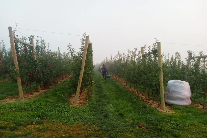 Workers at Wafler Farms between two rows of trees.