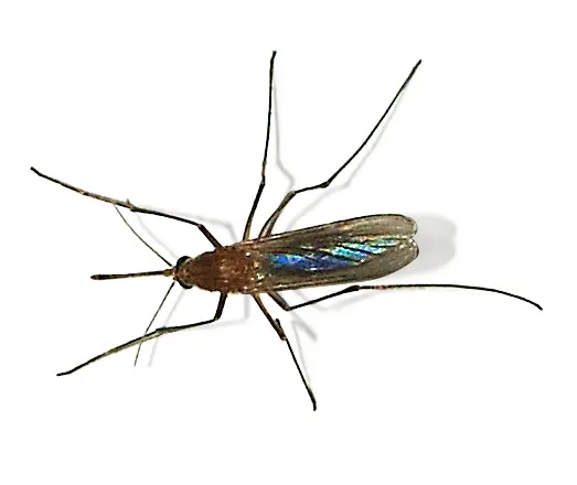 Culex pipiens, a common species of mosquito. Image: Alvesgaspar.