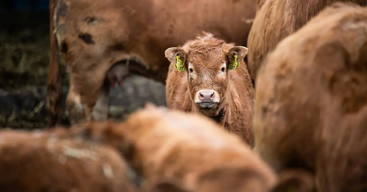Juvenile Limousin breed cattle stand together on a Polish beef cattle farm Credit: Andrew Skowron / We Animals Media