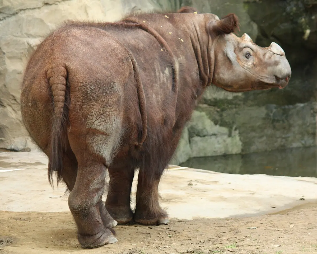 Sumatran Rhino  Dicerorhinus sumatrensis  at Cincinnati Zoo