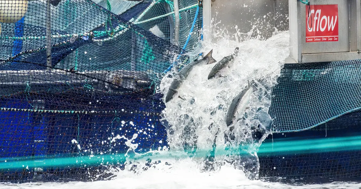 Salmon falling through a chute off of a ship Credit: Jeremy Mathieu / Clayoquot Action / We Animals