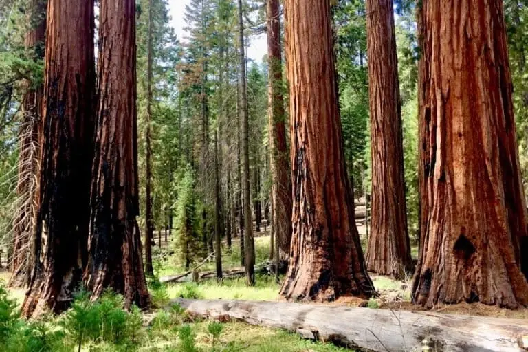 Just as the resilient redwoods have evolved to survive repeated fires, the conservation workforce is equipping itself to withstand repeated hardships. Photo courtesy of Jen Miller.