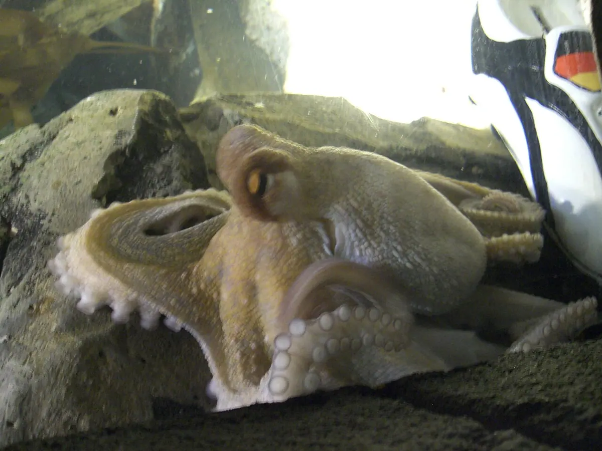 Paul the Octopus in his aquarium tank. Image: Tilla.
