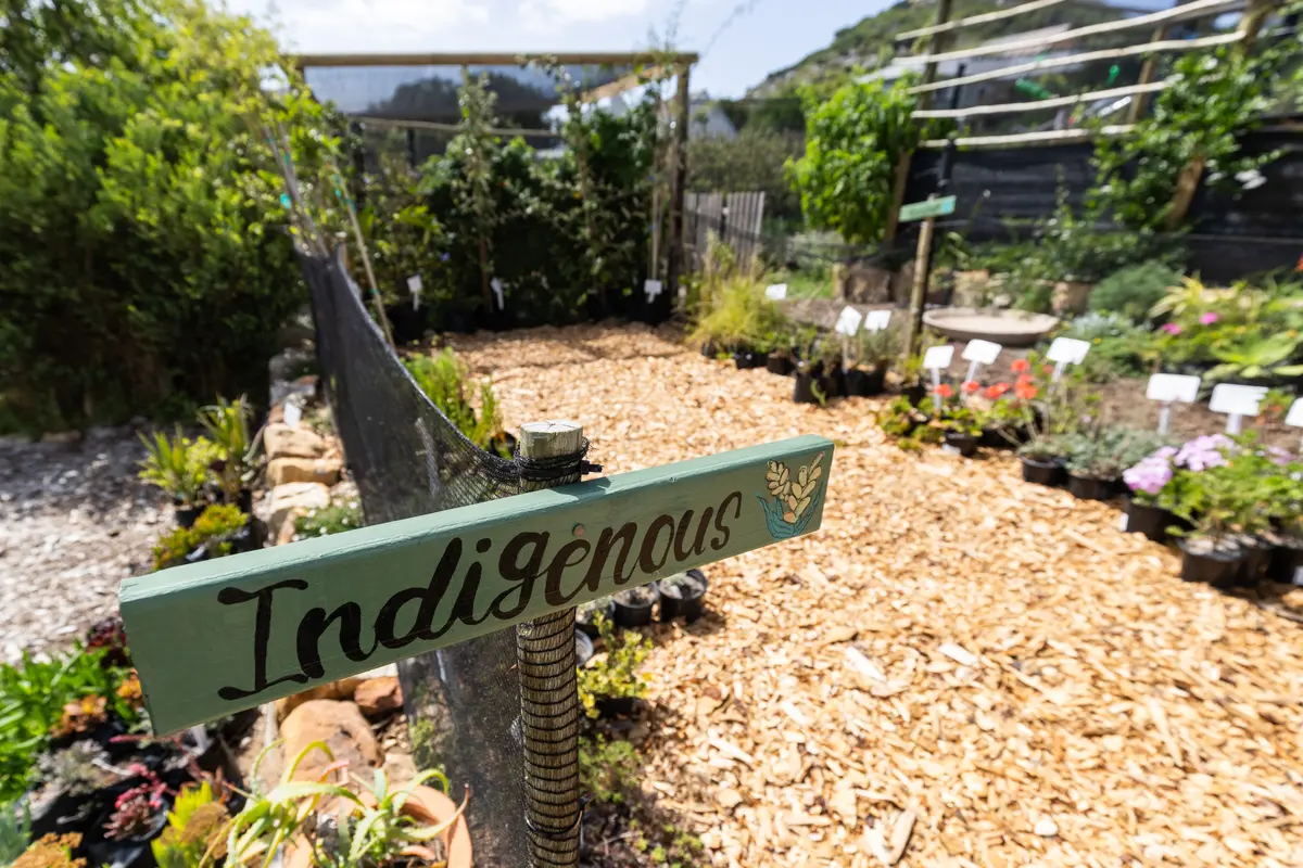 Indigenous plants and herbs are for sale at the nursery.