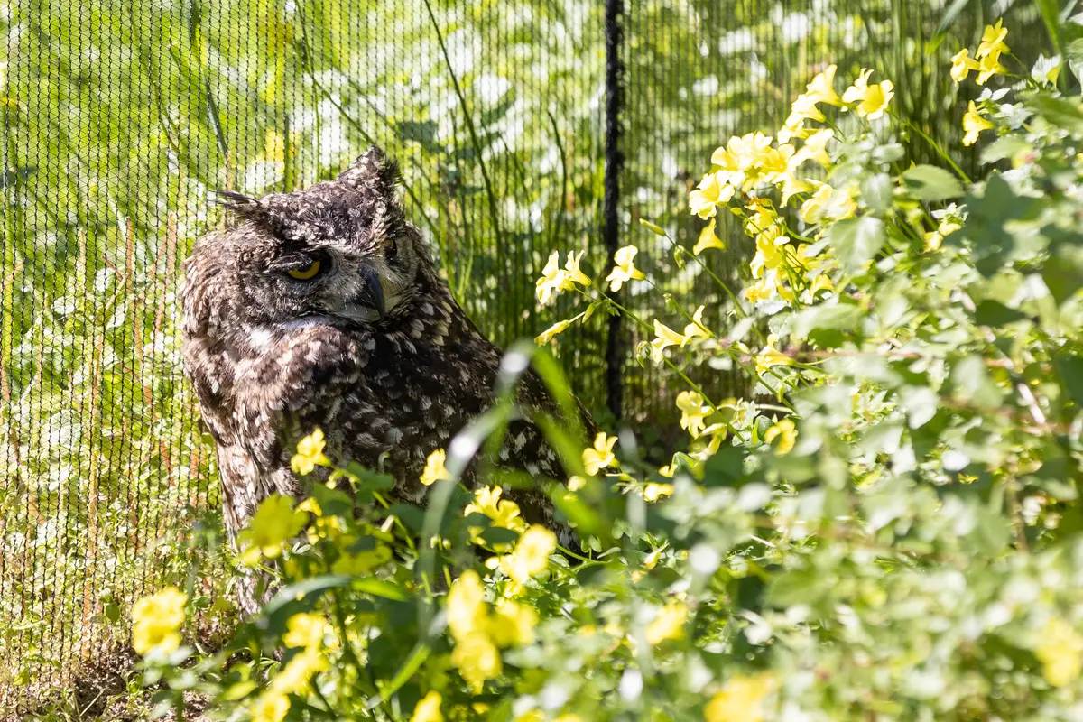 The orphanage rehabilitates birds of prey and other animals, including barn owls, sparrowhawks, booted eagles, waterfowl, buzzards, tortoises and small deer, such as grysbok and steenbok. Photos: Ashraf Hendricks